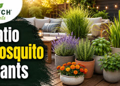 Cozy patio garden with bold branding