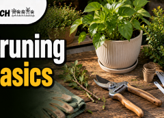 Gardening essentials for pruning basics