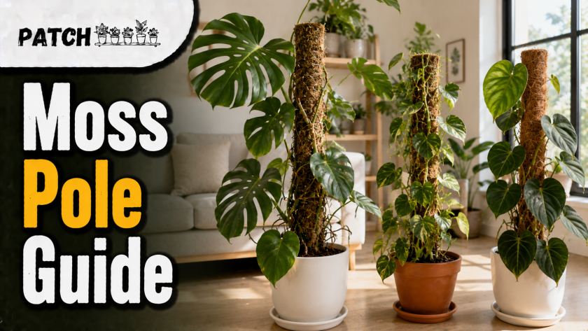 Moss Pole for Plants: 11 Easy Tips for Better Growth 8 Indoor plant care tutorial guide