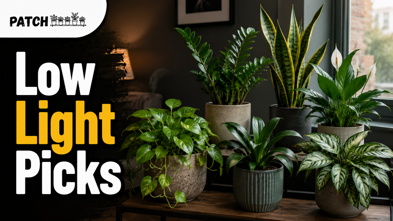 Low Light House Plants: 19 Easy Picks for Dark Rooms 1 Low light houseplant picks for indoors