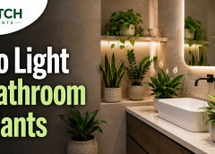 Plants for Bathroom No Light: What Actually Works