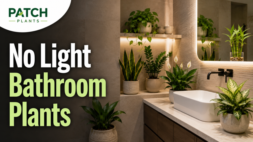 No light bathroom with plants