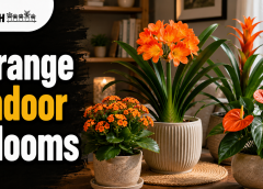 Orange indoor blooms and greenery