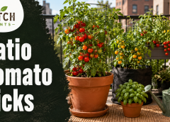 Patio Tomato Plants: 13 Best Varieties and Pot Tips