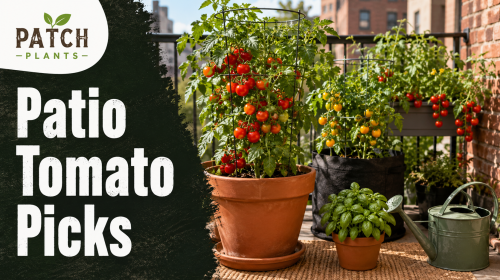 Patch Plants patio tomato picks
