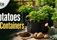 Planting Potatoes in Containers: 9 Easy Steps