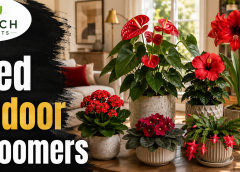 Indoor Plant With Red Flower: 12 Bright Bloomers