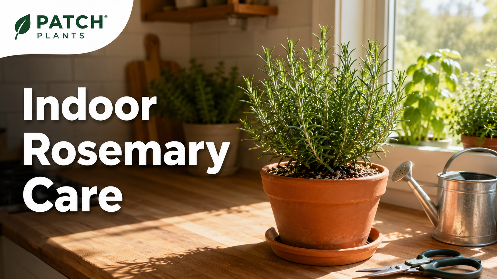 Rosemary Plant Indoors: 11 Healthy Care Tips 1 Rosemary Plant Indoors