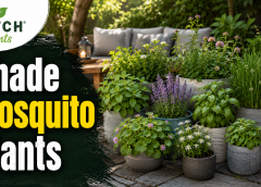 Shade Plants That Repel Mosquitoes Naturally: 11 Best Picks
