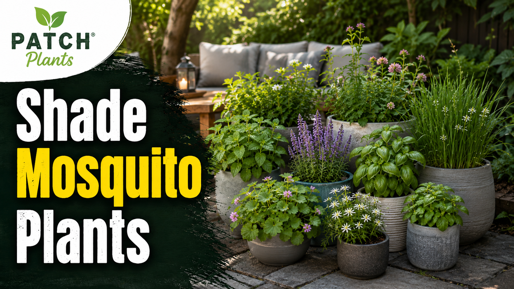 Shade mosquito plants in garden setting
