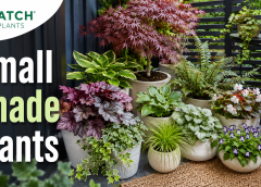 Small Plants That Like Shade: 19 Patio and Balcony Picks