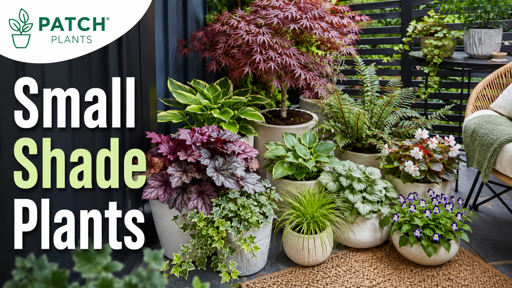 Small shade plants on cozy patio