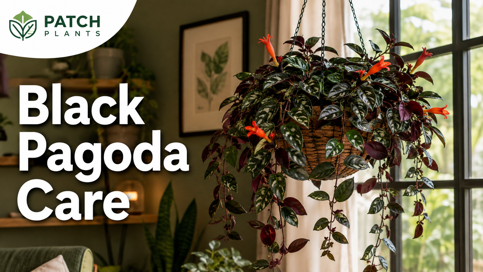 Black Pagoda Lipstick Plant: 11 Care and Light Tips 1 Black Pagoda Lipstick Plant: 11 Care and Light Tips
