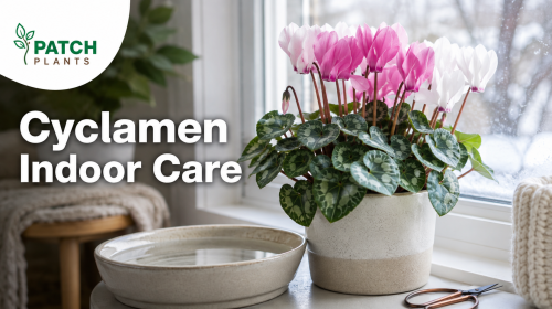 Caring for a Cyclamen Plant Indoors: 11 Easy Tips