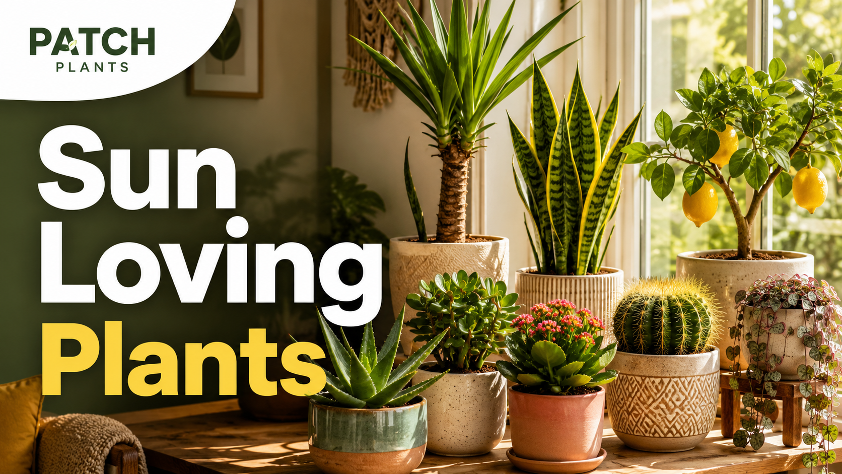 House Plants That Like Direct Sunlight: 17 Bright Picks 1 House Plants That Like Direct Sunlight: 17 Bright Picks
