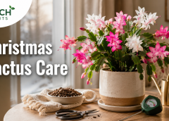 Christmas Cactus Care Indoors: 11 Light and Water Tips