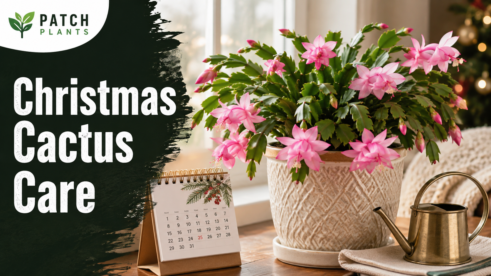 Christmas Cactus Maintenance: 12 Month-by-Month Tips