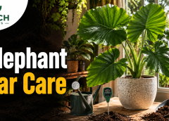 Elephant Ear Care: 11 Easy Indoor and Outdoor Tips