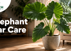 Elephant Ear Plant Indoors: 11 Light, Water and Safety Tips