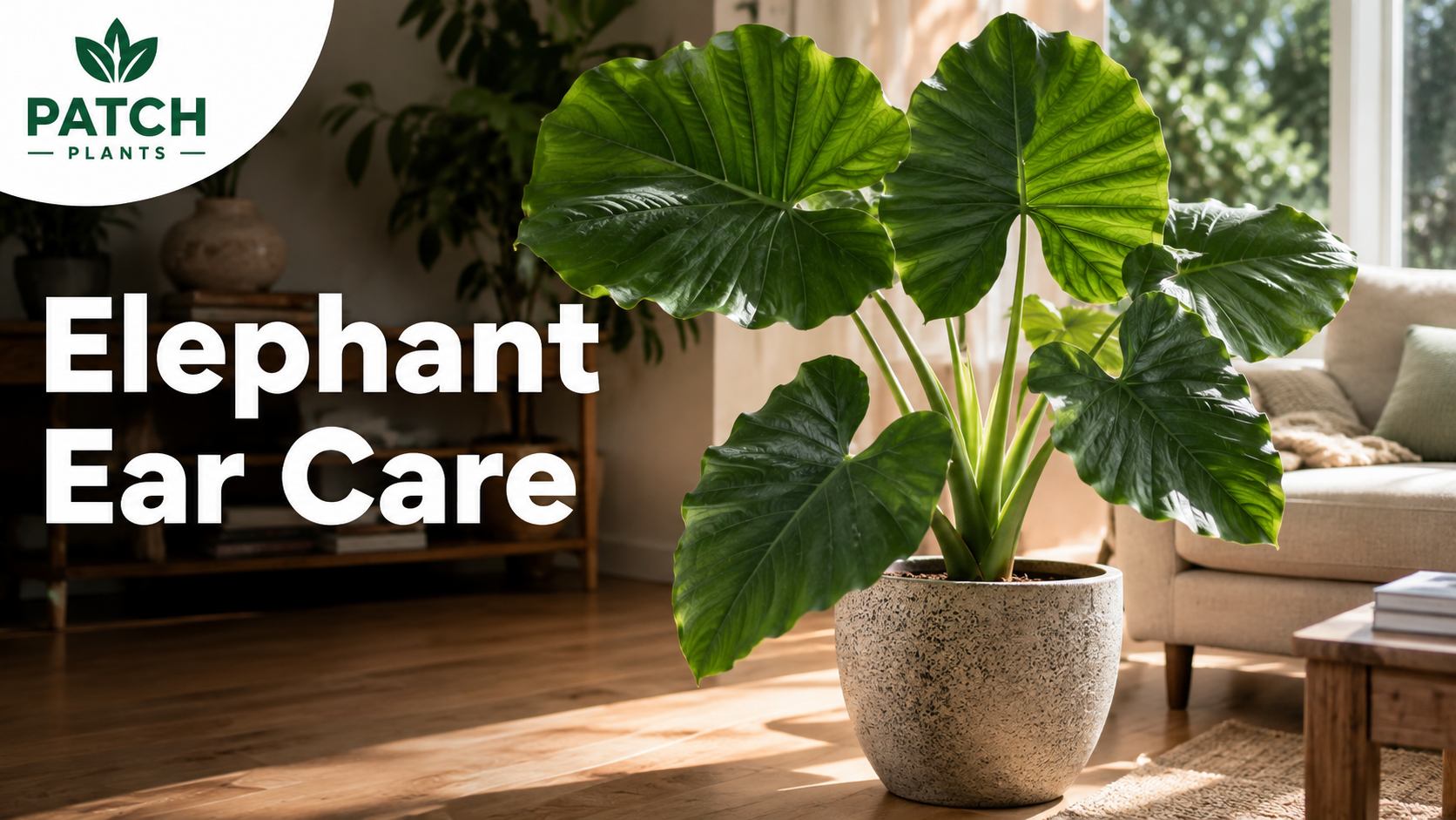 Elephant Ear Plant Indoors: 11 Light, Water and Safety Tips 1 Elephant Ear Care in Sunlit Living Room