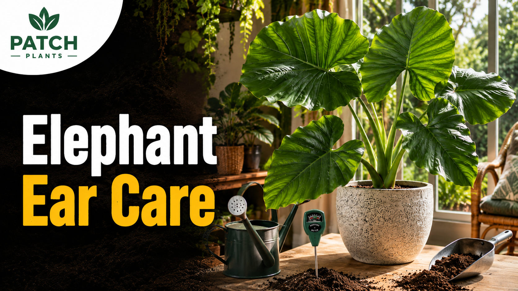 Elephant Ear Care: 11 Easy Indoor and Outdoor Tips
