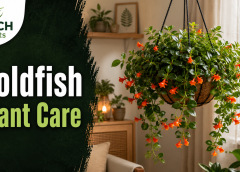Goldfish Plant Care: 11 Tips to Keep It Blooming