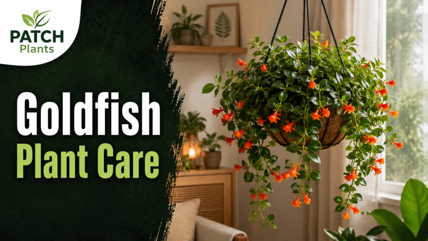 Goldfish Plant Care: 11 Tips to Keep It Blooming 2 Goldfish Plant Care