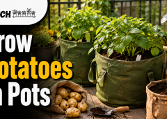 Growing Potato Plants in Pots: 11 Beginner Tips