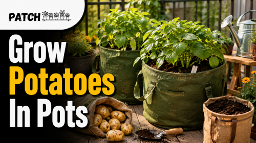 Growing Potato Plants in Pots: 11 Beginner Tips
