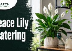 How Often to Water Peace Lily: 7 Simple Schedule Tips