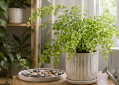 Maidenhair Fern Care: 9 Humidity, Water and Light Tips