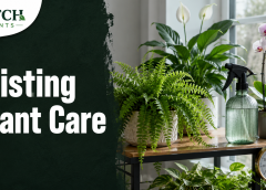 Misting for Plants: 11 Times It Helps or Hurts