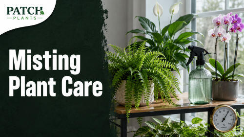 Misting Plant Care by the Window