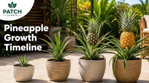 Pineapple Growth Timeline