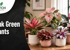 Plant With Pink and Green Leaves: 13 Best Indoor Picks