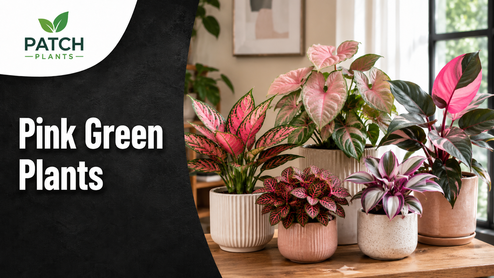 Plant With Pink and Green Leaves: 13 Best Indoor Picks 1 Pink Green Plants in Bloom