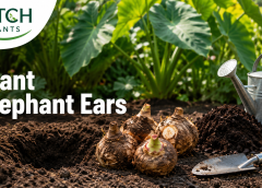 Planting Elephant Ear Bulbs: Timing, Depth and Care