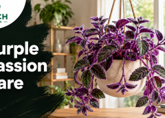 Purple Passion Plant Care: 11 Velvet Foliage Tips