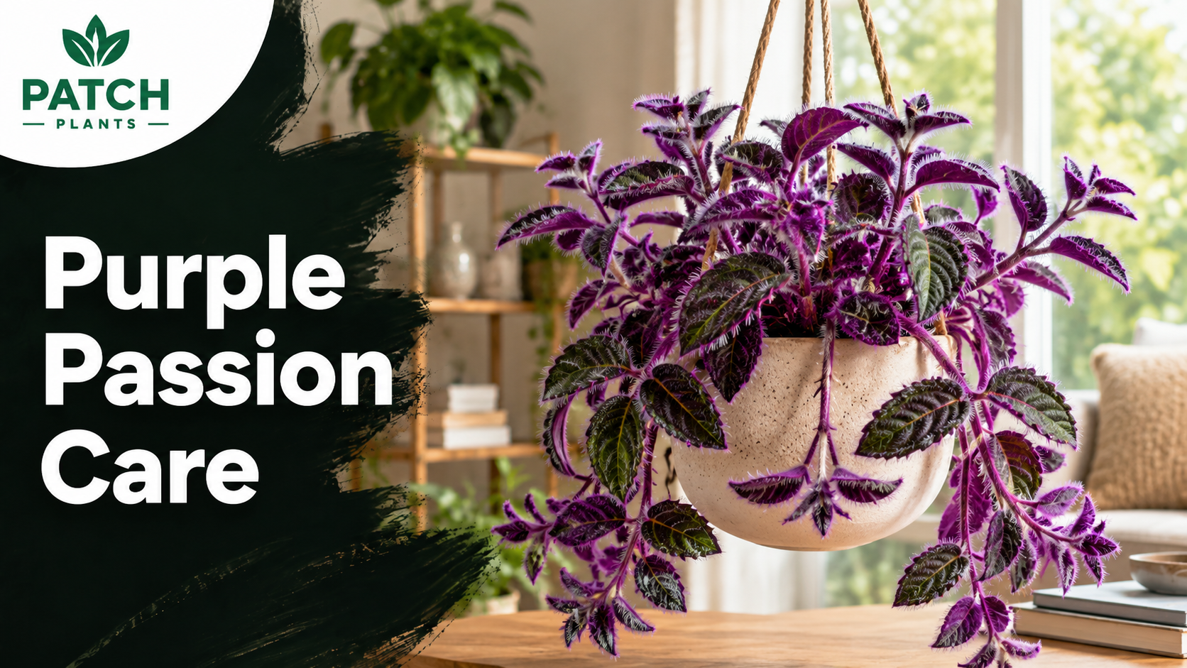 Purple Passion Plant Care: 11 Velvet Foliage Tips 1 Purple Passion Plant Care