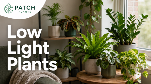 How to Plant Tomatoes in a Pot: 9 Small Space Tips