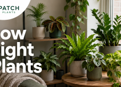 Small Low Light Indoor Plants: 15 Easy Choices
