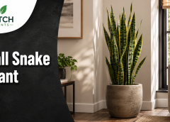 Tall Snake Plant: 11 Best Varieties and Care Tips