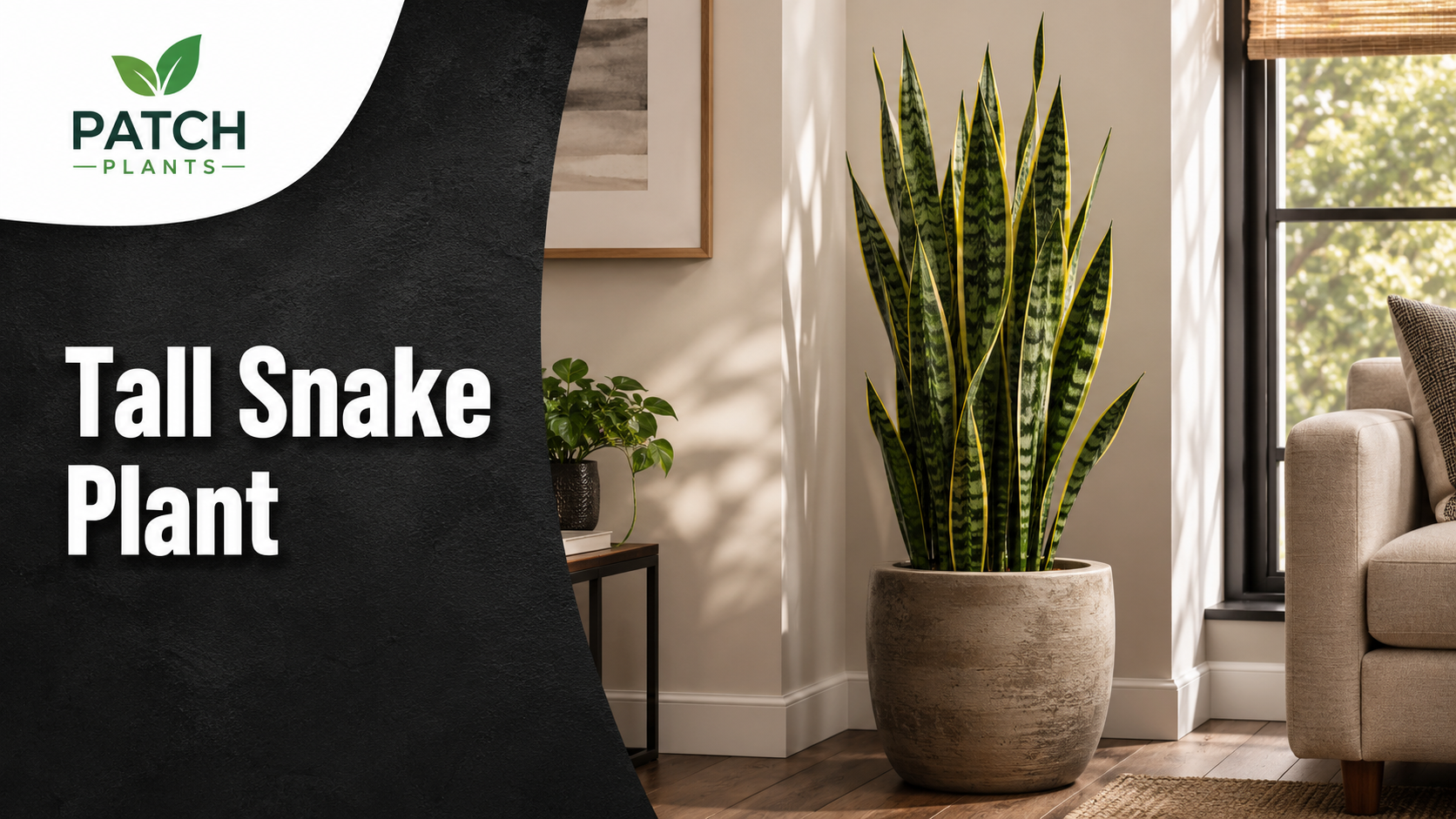 Tall Snake Plant: 11 Best Varieties and Care Tips 1 Tall Snake Plant Living Room Ad
