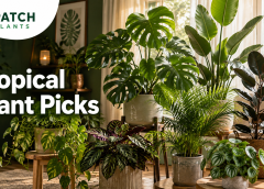 Tropical House Plants: 21 Best Picks for a Lush Home