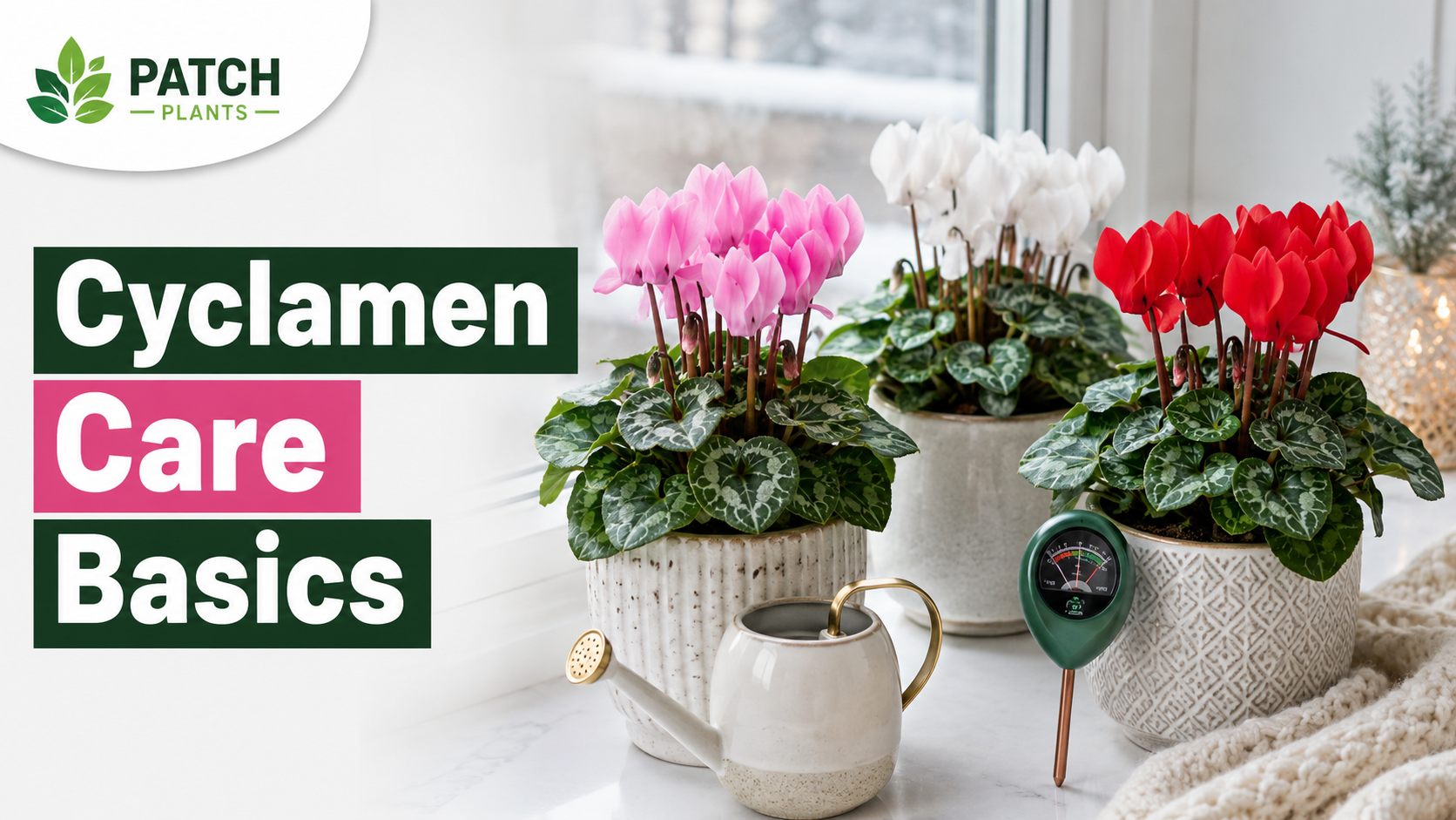 cyclCyclamen Care: 11 Indoor and Outdoor Basicsam