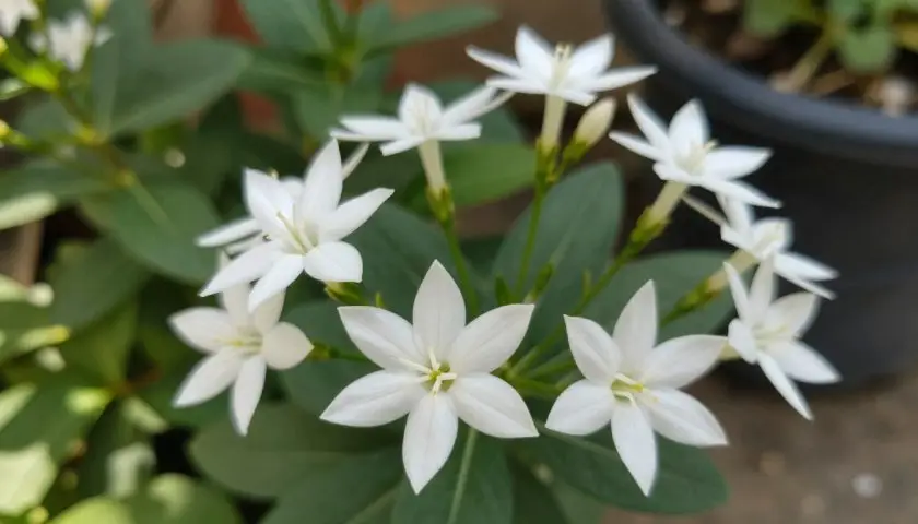 White star-shaped flowers of Ornithogalum Star of Bethlehem plant