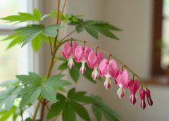 bleeding heart climbing plant