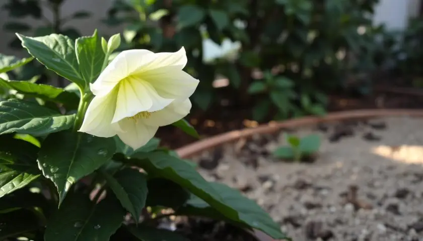 A beautiful Christmas Rose plant (Helleborus niger) in full bloom, showcasing its delicate, creamy white flowers with subtle green veining. The foreground features lush, dark green leaves with droplets of water, suggesting recent watering. In the middle ground, a well-prepared, slightly sandy soil bed, emphasizing the importance of well-drained conditions for planting. The background has a softly blurred natural light setting, creating a cozy and inviting atmosphere. The light filters gently through nearby foliage, casting a warm glow over the plant, highlighting its vibrant colors and textures. The overall mood is serene and peaceful, perfect for illustrating the care and attention needed for this winter-blooming gem.