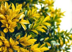Bay Tree Yellow Leaves: 9 Causes & How to Fix Them
