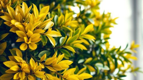 bay tree yellow leaves